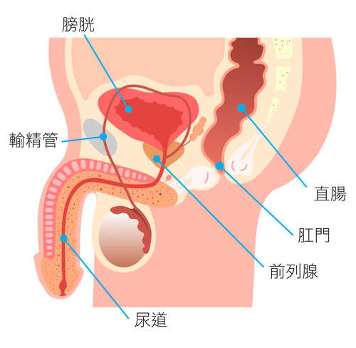 男性的泌尿系統和生殖系統簡圖